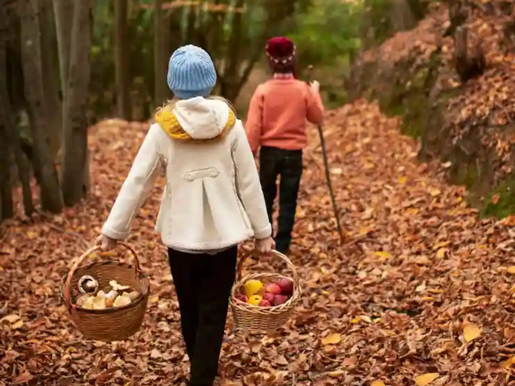 Forest Walks